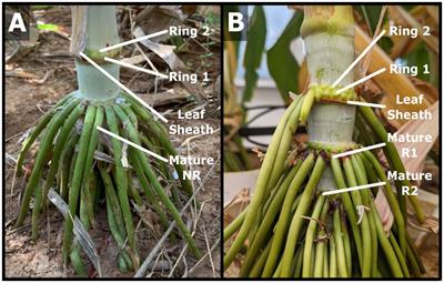 Bioenergy sorghum nodal root bud development: morphometric, transcriptomic and gene regulatory network analysis